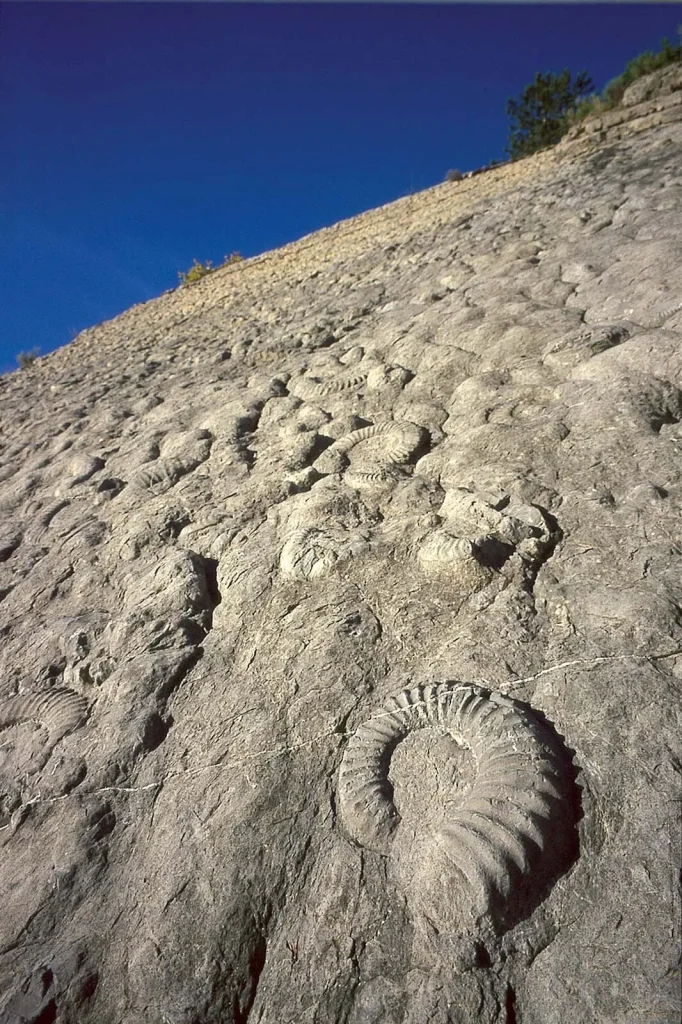 Dalle aux ammonites avec vue rapprochée sur un specimen de coroniceras multicostatum de belle taille