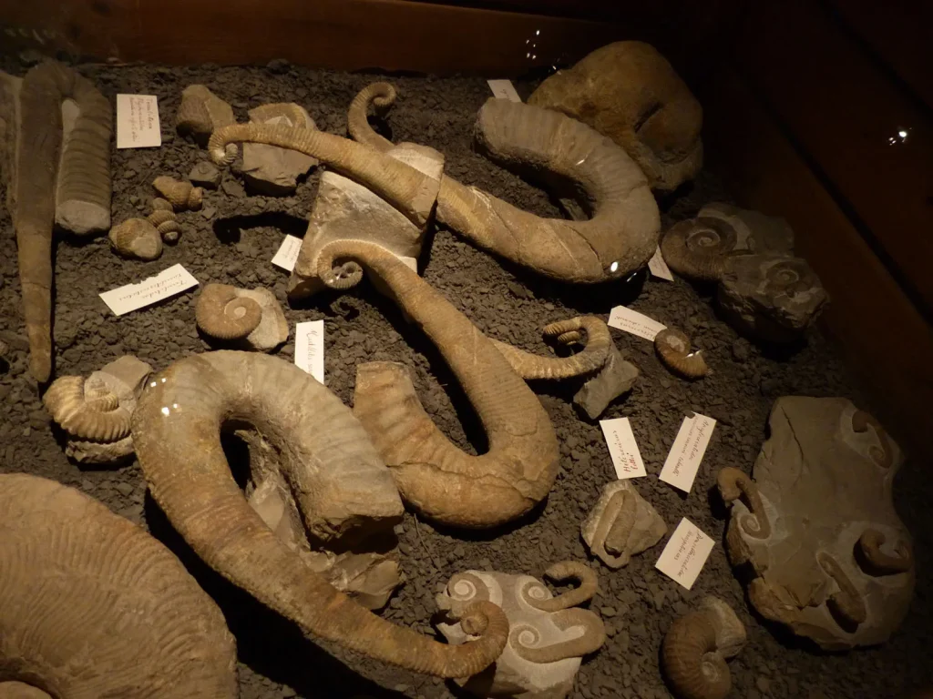 Fossiles au musée promenade à Digne les Bains