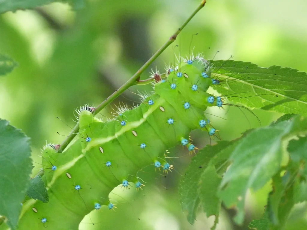 Butterfly garden museum walk