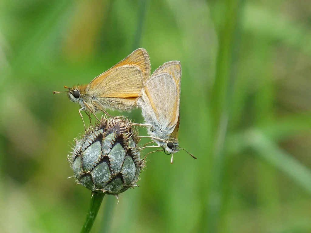 Butterfly garden of the promenade museum in Digne les Bains