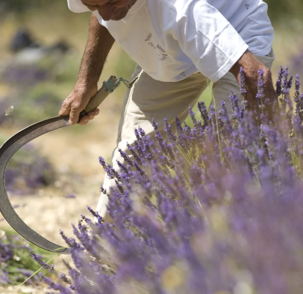 Lavender picking