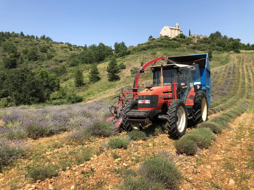 Harvesting fine lavender in Aiglun in Haute Provence