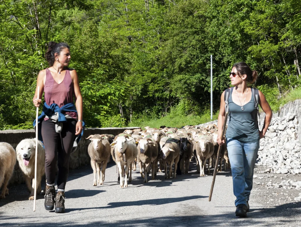 On the Transhumance Route