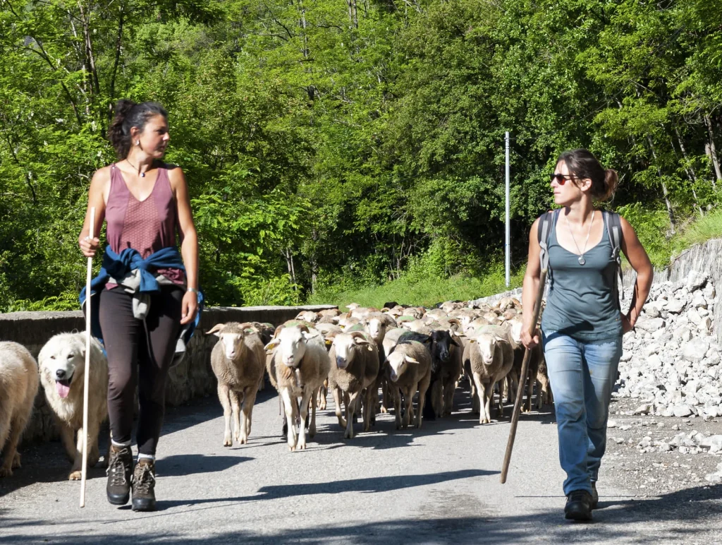 Sur La Routo transhumance