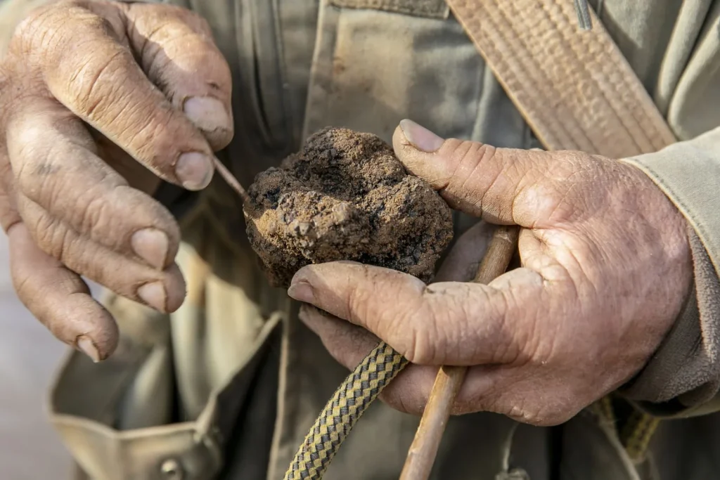 Récoltant de truffe