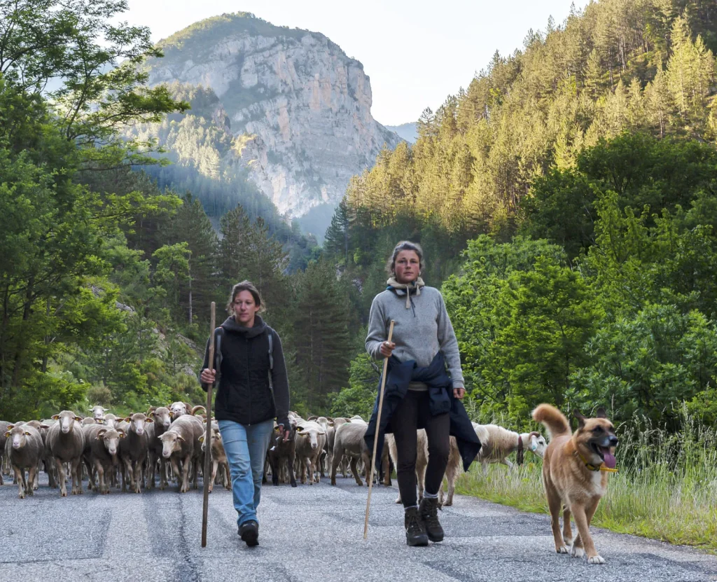 Sur les routes de la transhumance La Routo