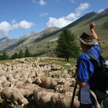 Shepherd on La Routo