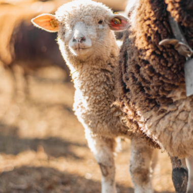 27. Ausgabe des Festes des Osterlamms