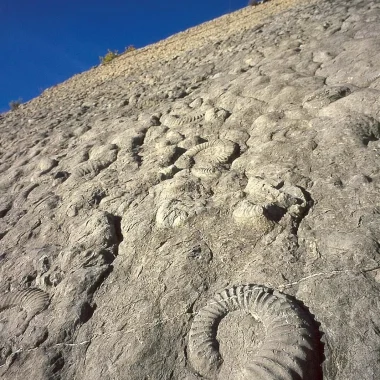 Gesamtansicht der Ammonitenplatte in Digne les Bains