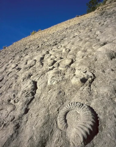 Vue générale de la dalle aux ammonites à Digne les Bains