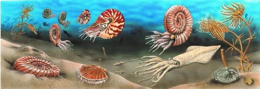 Reconstruction of the environment of the ammonite slab 198 million years ago