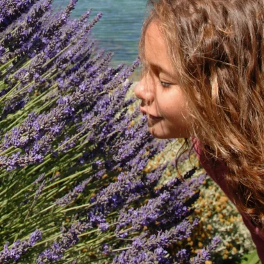 Wie der Duft von Lavendel in der Haute Provence