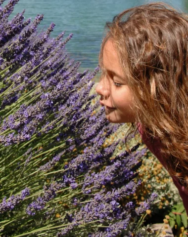 Comme une odeur de lavande en Haute Provence