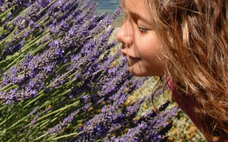 Comme une odeur de lavande en Haute Provence