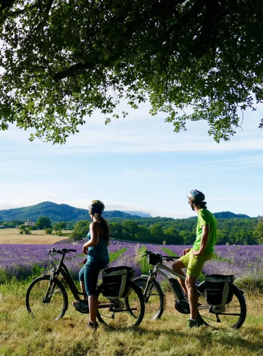 Cyclotourisme dans les champs de lavande