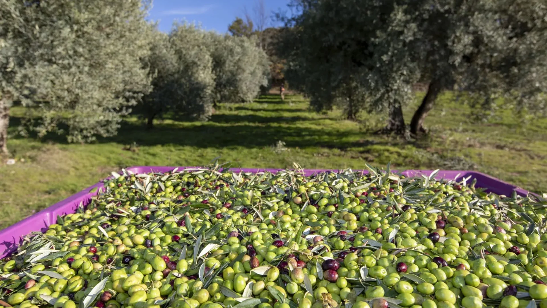Ramassage des olives aux Mées en Haute Provence