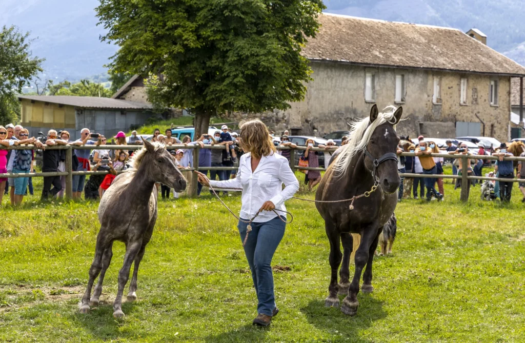 Présentations de mulets au Concours Mulassier de Seyne les Alpes