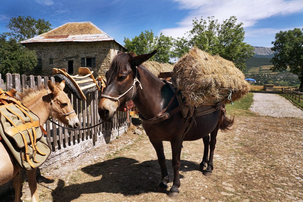 Mulet transportant des bottes de foin à la Maison du Mulet de Seyne les Alpes.