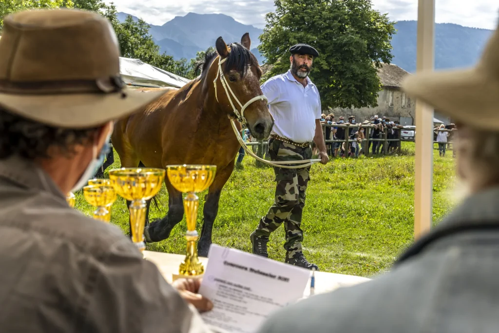 Un éleveur présente son mulet au jury lors du Concours Mulassier de Seyne les Alpes.