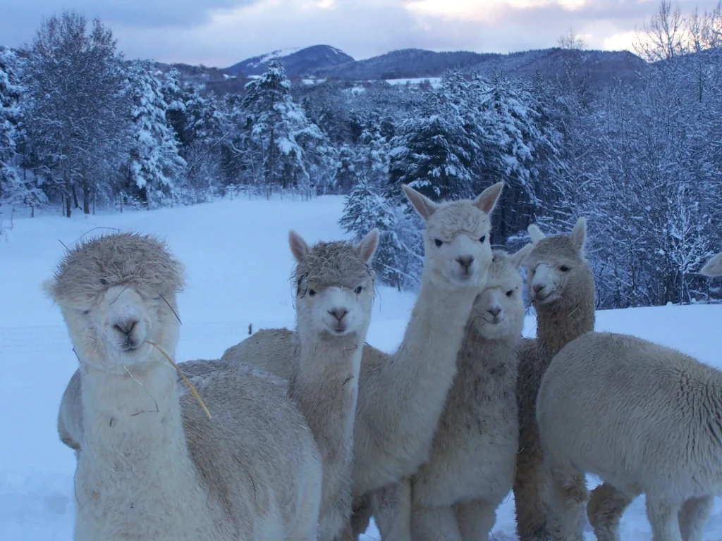 Alpagas sous la neige à la ferme Au Doux Mélèze à Montclar