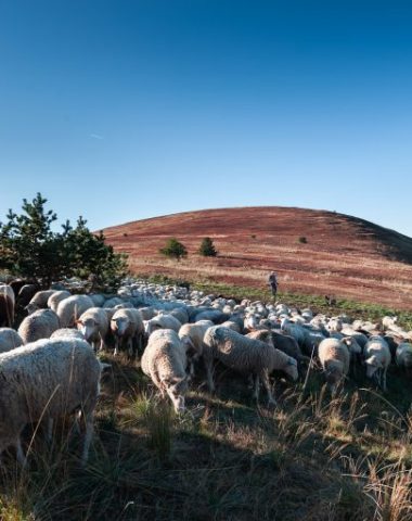 Moutons pastoralisme et agriculture de montagne dans les Monges