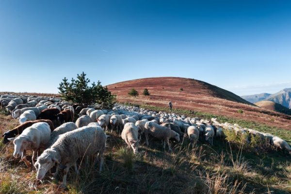 Moutons pastoralisme et agriculture de montagne dans les Monges