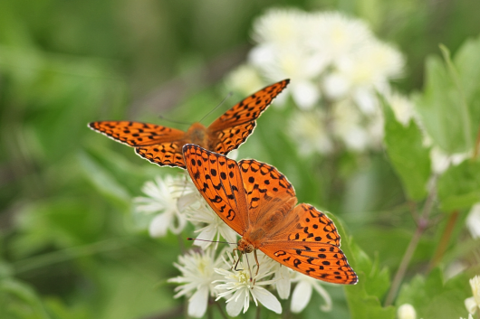 Papillon faune locale au gîte du cubertin zone naturelle protégée